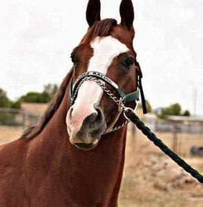 Meet your Posher, Pedro damian